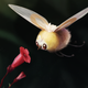 Illustration for article titled Cutiefly Knows That Amber Is The Color Of Your Energy